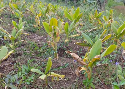 Curcuma