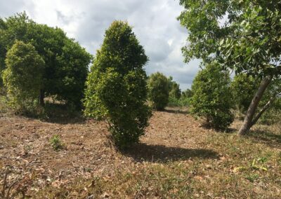 Arbre de giroflier