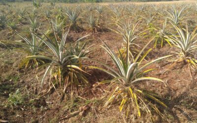 La plantation