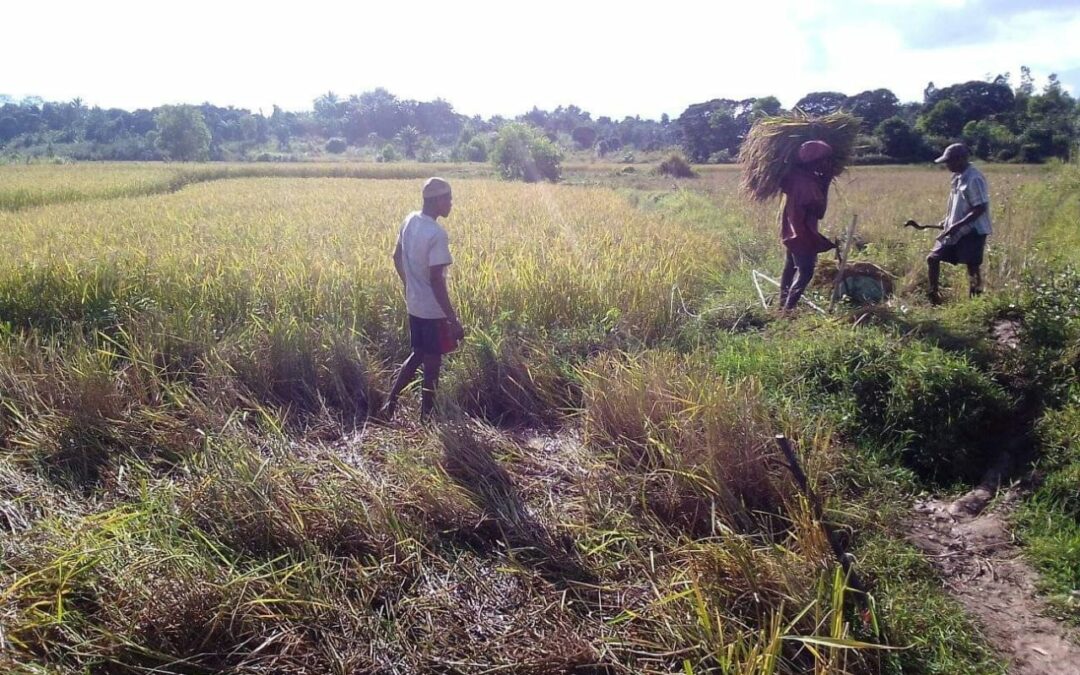 Transport des riz récolté
