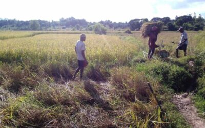Transport des riz récolté