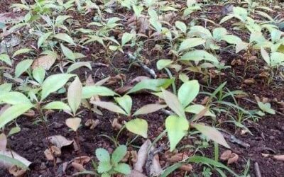 Jeune plant de girofle en germoire